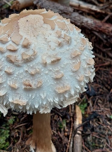 BEDLA ČERVENAJÍCÍ (Chlorophyllum rachodes) FOTO: Marta Knauerová, 2022