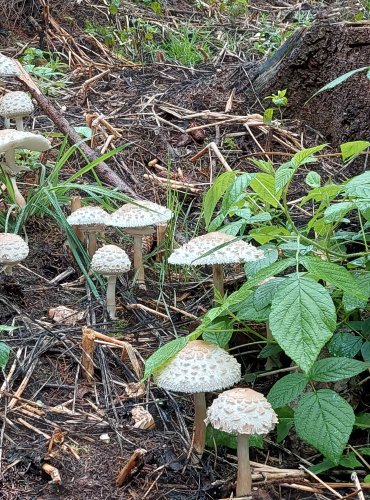 BEDLA ČERVENAJÍCÍ (Chlorophyllum rachodes) FOTO: Marta Knauerová, 2022