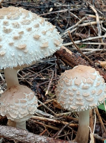 BEDLA ČERVENAJÍCÍ (Chlorophyllum rachodes) FOTO: Marta Knauerová, 2022