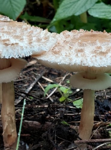 BEDLA ČERVENAJÍCÍ (Chlorophyllum rachodes) FOTO: Marta Knauerová, 2022