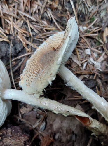 BEDLA NAŽLOUTLÁ (Lepiota magnispora) FOTO: Marta Knauerová, 2022