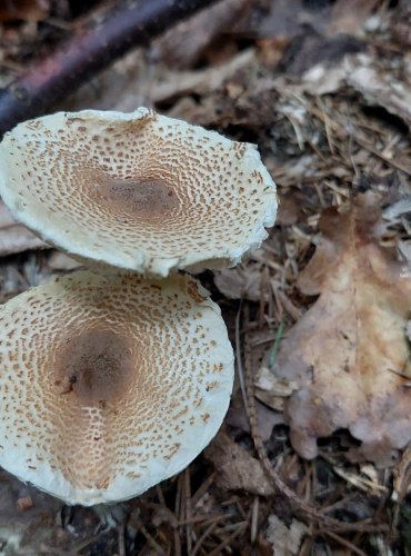 BEDLA NAŽLOUTLÁ (Lepiota magnispora) FOTO: Marta Knauerová, 2022