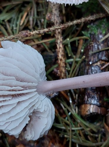 HELMOVKA ŘEDKVIČKOVÁ (Mycena pura) FOTO: Marta Knauerová, 2022