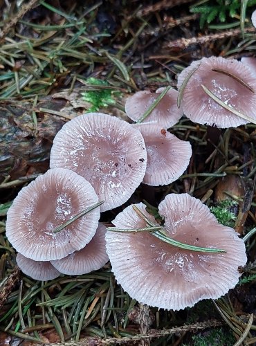 HELMOVKA ŘEDKVIČKOVÁ (Mycena pura) FOTO: Marta Knauerová, 2022