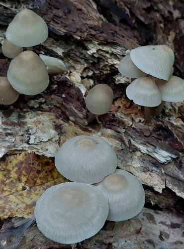 HELMOVKA TUHONOHÁ (Mycena galericulata) FOTO: Marta Knauerová, 2022