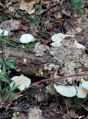 HLÍVA PLICNÍ (Pleurotus pulmonarius) FOTO: Marta Knauerová, 2022