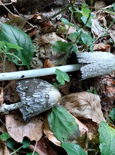 HNOJNÍK OBECNÝ (Coprinus comatus) FOTO: Marta Knauerová, 2022