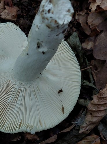 HOLUBINKA BUKOVKA (Russula heterophylla) FOTO: Marta Knauerová, 2022