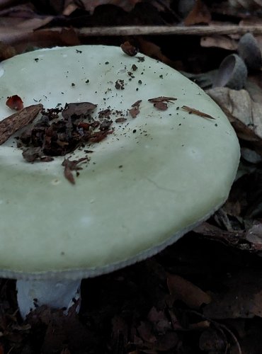 HOLUBINKA BUKOVKA (Russula heterophylla) FOTO: Marta Knauerová, 2022