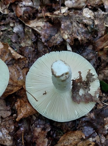 HOLUBINKA BUKOVKA (Russula heterophylla) FOTO: Marta Knauerová, 2022