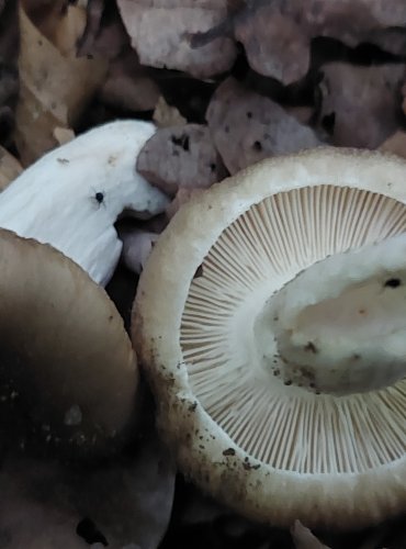 HOLUBINKA VLOČKATÁ (Russula pseudoaffinis) FOTO: Marta Knauerová, 2022