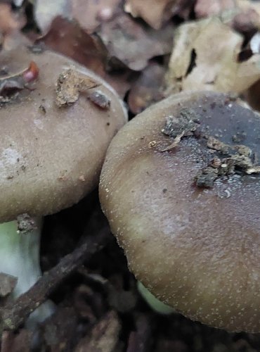 HOLUBINKA VLOČKATÁ (Russula pseudoaffinis) FOTO: Marta Knauerová, 2022