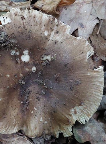 HOLUBINKA VLOČKATÁ (Russula pseudoaffinis) FOTO: Marta Knauerová, 2022