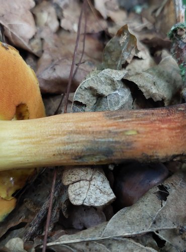 HŘIB BARVOMĚNNÝ (Neoboletus xanthopus) FOTO: Marta Knauerová, 2022