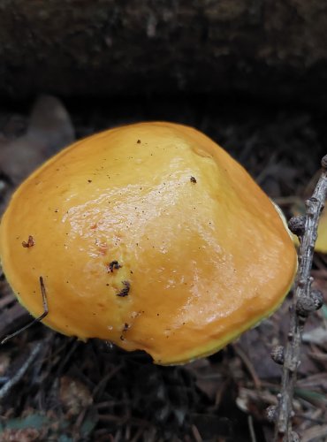 KLOUZEK SLIČNÝ (Suillus grevillei) FOTO: Marta Knauerová, 2022