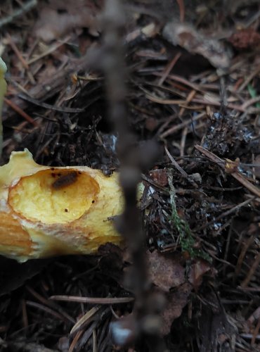 KLOUZEK SLIČNÝ (Suillus grevillei) FOTO: Marta Knauerová, 2022