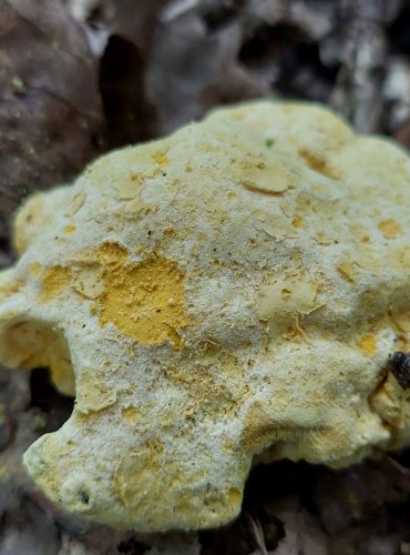 NEDOHUB ZLATOVÝTRUSÝ neboli prašnička zlatožlutá (Hypomyces chrysospermus) 
je parazitická vřeckovýtrusná houba rostoucí na hřibech. Bývá zaměňována za plíseň. FOTO: Marta Knauerová, 2022
