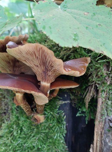 OPEŇKA MĚNLIVÁ (Kuehneromyces mutabilis) FOTO: Marta Knauerová, 2022