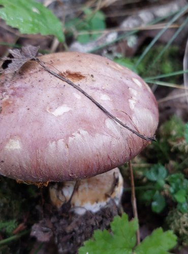 PAVUČINEC HNĚDOFIALOVÝ (Cortinarius balteatocumatilis) FOTO: Marta Knauerová, 2022