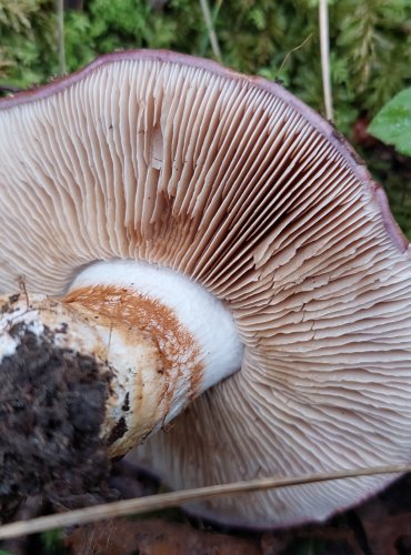 PAVUČINEC HNĚDOFIALOVÝ (Cortinarius balteatocumatilis) FOTO: Marta Knauerová, 2022