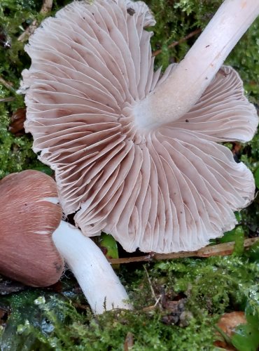 VLÁKNICE bez bližšího určení (Inocybe sp.) FOTO: Marta Knauerová, 2022