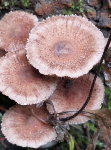 VLÁKNICE bez bližšího určení (Inocybe sp.) FOTO: Marta Knauerová, 2022