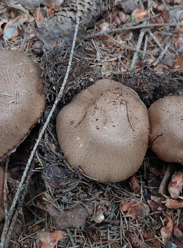ŽAMPION LESNÍ neboli PEČÁRKA LESNÍ (Agaricus sylvaticus) FOTO: Marta Knauerová, 2022