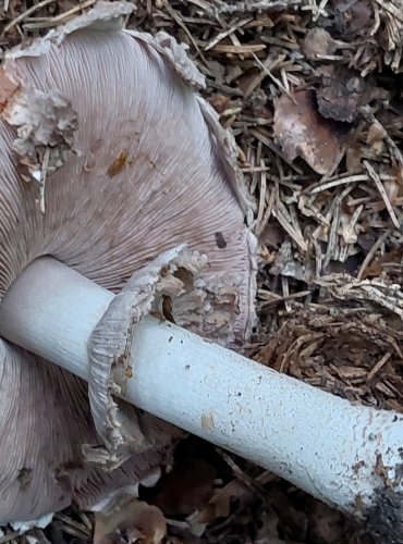 ŽAMPION LESNÍ neboli PEČÁRKA LESNÍ (Agaricus sylvaticus) FOTO: Marta Knauerová, 2022