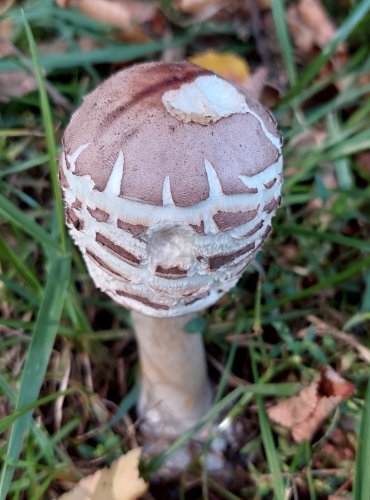 BEDLA ČERVENAJÍCÍ (Chlorophyllum rachodes) FOTO: Marta Knauerová, 2022