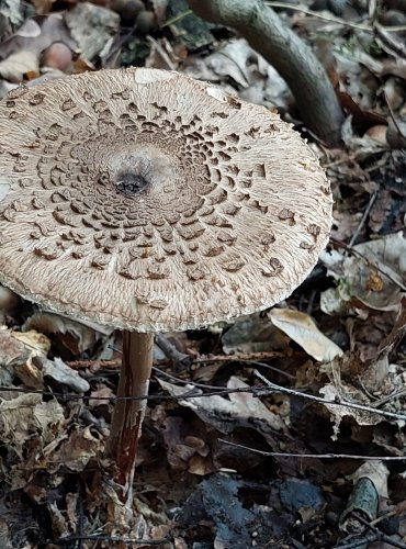 BEDLA VYSOKÁ (Macrolepiota procera) FOTO: Marta Knauerová, 2022