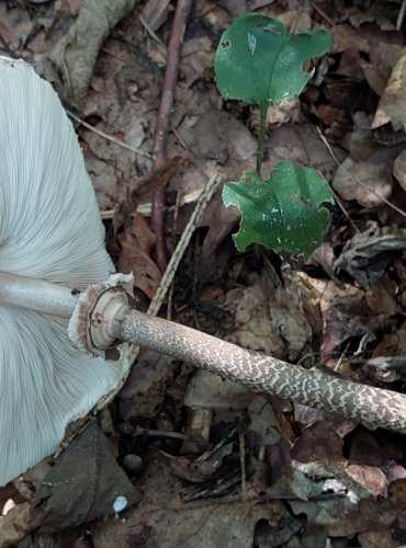 BEDLA VYSOKÁ (Macrolepiota procera) FOTO: Marta Knauerová, 2022