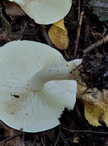 ČIRŮVKA BĚLOŽLUTAVÁ (Tricholoma stiparophyllum) FOTO: Marta Knauerová, 2022