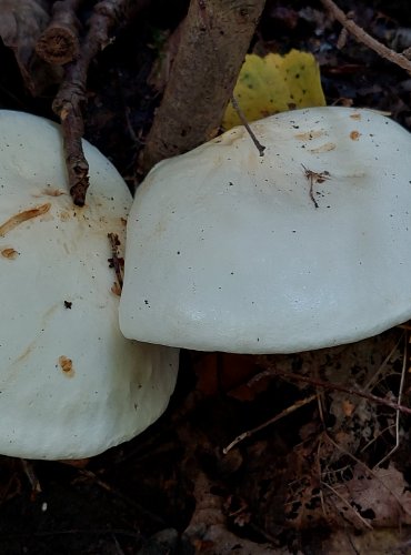 ČIRŮVKA BĚLOŽLUTAVÁ (Tricholoma stiparophyllum) FOTO: Marta Knauerová, 2022