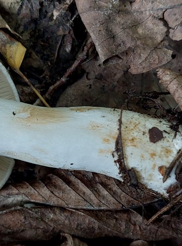 ČIRŮVKA BÍLÁ (Tricholoma album) FOTO: Marta Knauerová, 2022