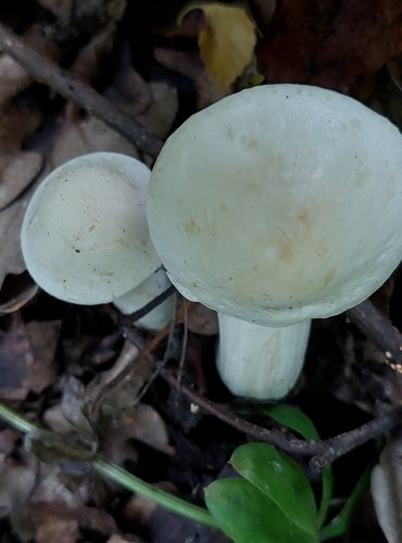 ČIRŮVKA BÍLÁ (Tricholoma album) FOTO: Marta Knauerová, 2022