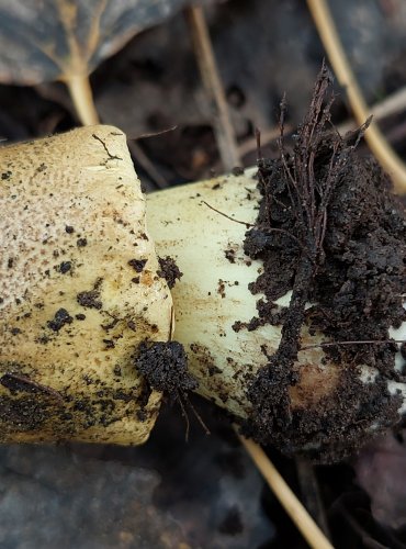 ČIRŮVKA OSIKOVÁ (Tricholoma frondosae) FOTO: Marta Knauerová, 2022