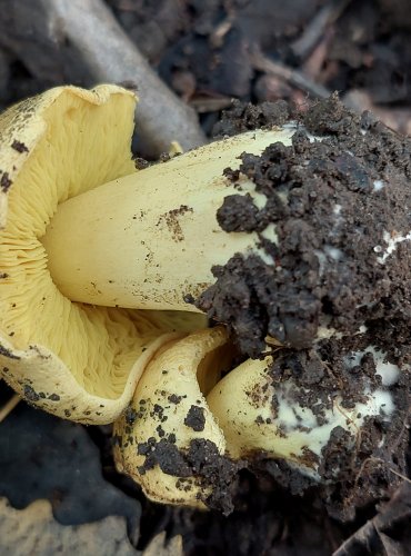 ČIRŮVKA OSIKOVÁ (Tricholoma frondosae) FOTO: Marta Knauerová, 2022