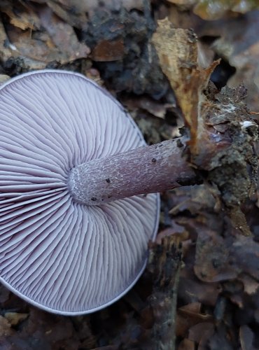 ČIRŮVKA ŠPINAVÁ (Lepista sordida) FOTO: Marta Knauerová, 2022