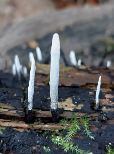 DŘEVNATKA PAROHATÁ (Xylaria hypoxylon) FOTO: Marta Knauerová, 2022