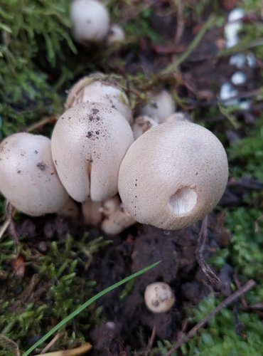 HNOJNÍK INKOUSTOVÝ (Coprinopsis atramentaria) FOTO: Marta Knauerová, 2022