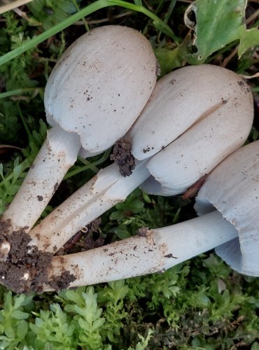 HNOJNÍK INKOUSTOVÝ (Coprinopsis atramentaria) FOTO: Marta Knauerová, 2022