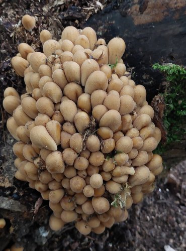 HNOJNÍK TŘPYTIVÝ (Coprinellus micaceus) FOTO: Marta Knauerová, 2022