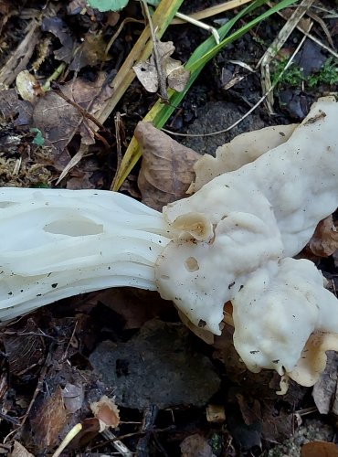 CHŘAPÁČ KADEŘAVÝ (Helvella crispa) FOTO: Marta Knauerová, 2022