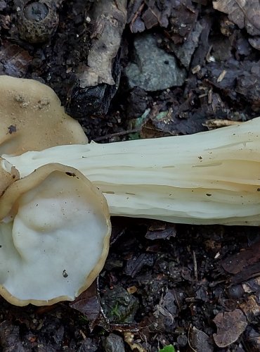 CHŘAPÁČ KADEŘAVÝ (Helvella crispa) FOTO: Marta Knauerová, 2022