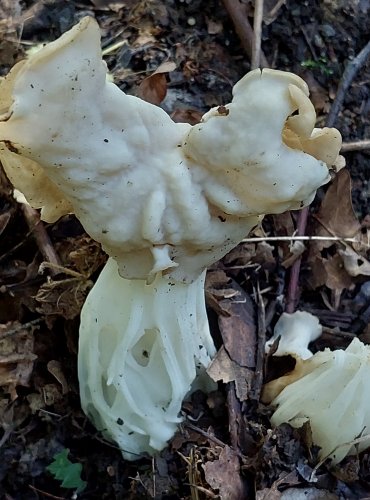 CHŘAPÁČ KADEŘAVÝ (Helvella crispa) FOTO: Marta Knauerová, 2022