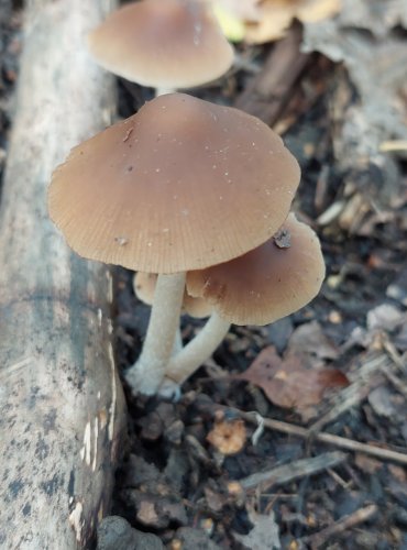 KŘEHUTKA ŠPINAVOLUPENNÁ (Psathyrella tephrophylla) FOTO: Marta Knauerová, 2022