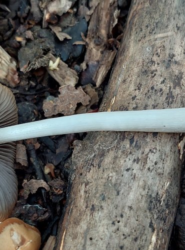 KŘEHUTKA ŠPINAVOLUPENNÁ (Psathyrella tephrophylla) FOTO: Marta Knauerová, 2022