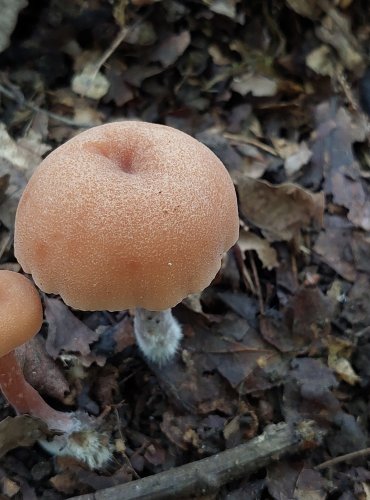 LAKOVKA PŘÍBUZNÁ (Laccaria affinis) FOTO: Marta Knauerová, 2022