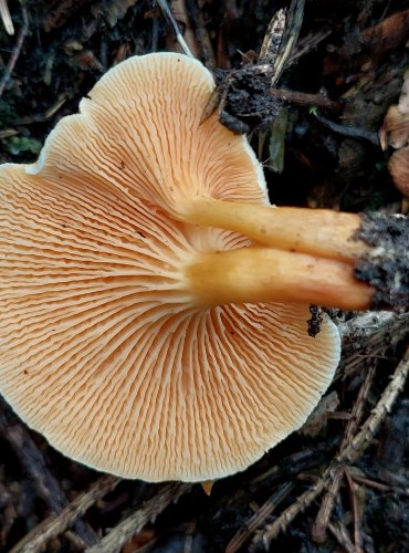 LIŠTIČKA POMERANČOVÁ (Hygrophoropsis aurantiaca) FOTO: Marta Knauerová, 2022