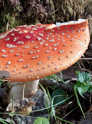 MUCHOMŮRKA ČERVENÁ (Amanita muscaria) FOTO: Marta Knauerová